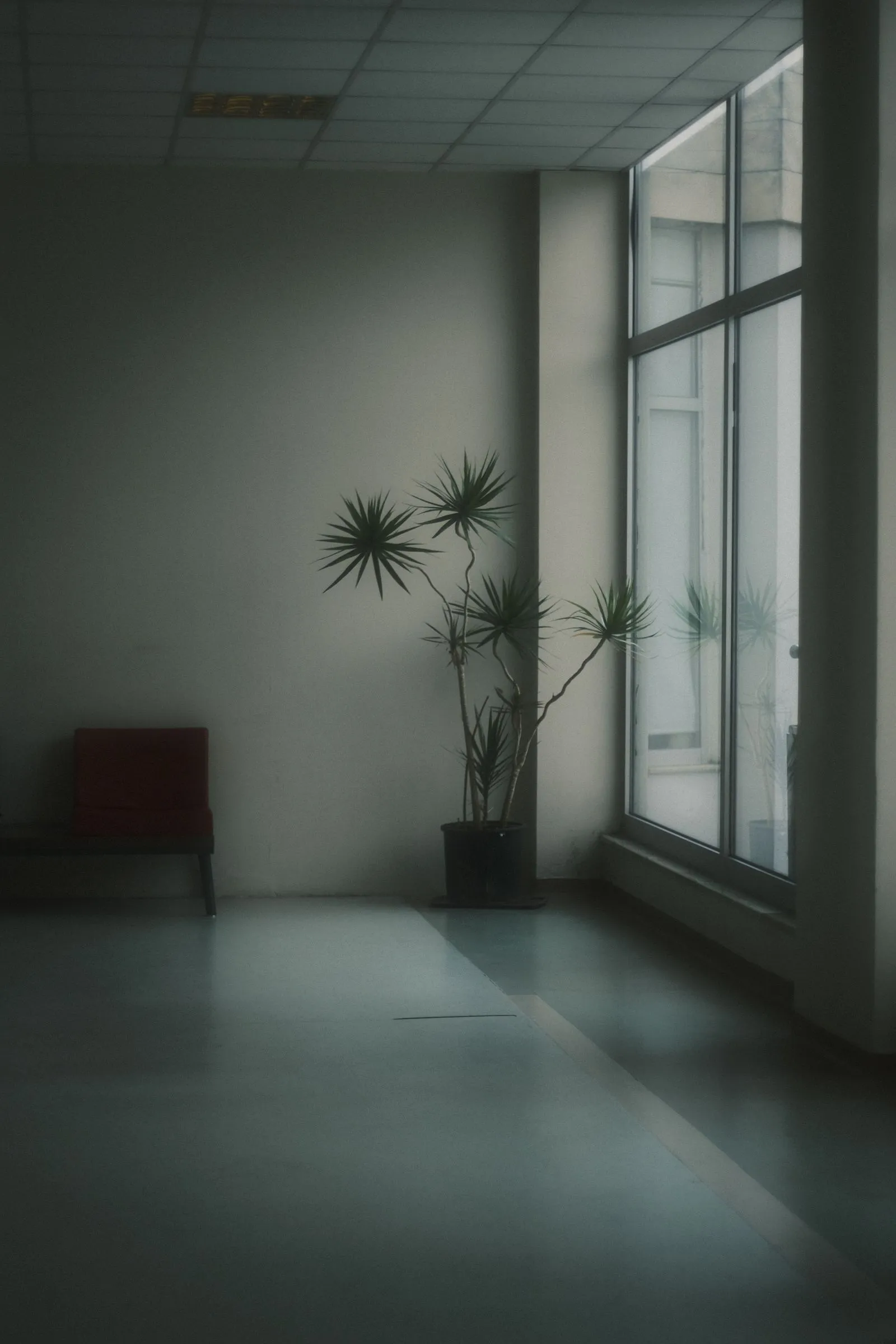 大きな窓のそばに観葉植物が置かれた、簡素な部屋